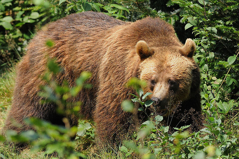 Nationalpark Bayerischer Wald